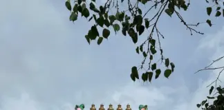 నేటి నుంచి చిలుకూరు ఆలయ బ్రహ్మోత్సవాలు |