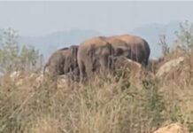 పుంగనూరు నియోజకవర్గం: సోలార్ కంచెను దాటలేక మరోవైపు తిరిగిన ఏనుగులు