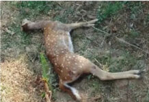 పులిచెర్ల: కుక్కల దాడిలో జింక మృతి