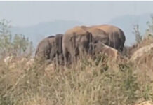 పుంగనూరు: నెల్లి చెట్ల ఏరియాలో తిష్ట వేసిన 14 ఏనుగులు