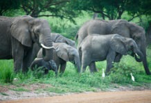 జీడి మామిడి తోటల్లో ఏనుగుల సంచారం