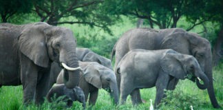 జీడి మామిడి తోటల్లో ఏనుగుల సంచారం