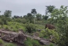 పులిచెర్ల మండలంలో ఒంటరి ఏనుగు హల్చల్