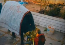 చౌడేపల్లిలో గంగమ్మ జాతర: ఎనిపోతు ఊరేగింపుతో ఘనంగా వేడుకలు