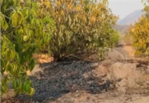 పుంగనూరు: అగ్నిప్రమాదంలో 200 మామిడి చెట్లు దగ్ధం