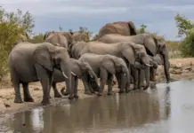 ఏనుగుల సంచారం.. అటవీశాఖ సూచనలు