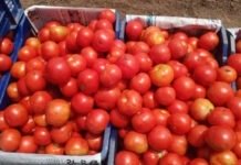 మదనపల్లె టమాటా మార్కెట్లో ధరల పెరుగుదల.