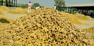 నిజామాబాద్: ఏటెట పెరుగుతున్న కౌలు ధరలు