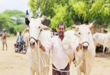 పుంగనూరు: ఈ బోడెద్దుల విలువ ఎంతో తెలుసా…