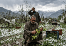Apple Orchards in Ruins: Hailstorms Decimate Kashmir’s Fruit Economy