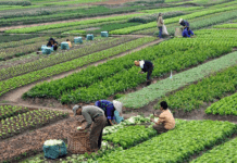 Rural Revolution: Voluntary Land Consolidation Policy