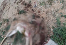 పుంగనూరు: జింకను ఢీకొన్న గుర్తుతెలియని వాహనం