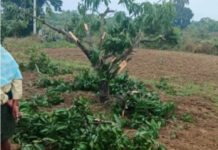 పుంగనూరు: మామిడి తోటలపై ఏనుగుల దాడి