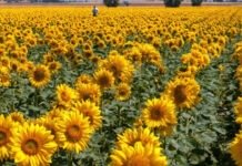 Relief for Farmers: Early Sunflower Procurement Begins