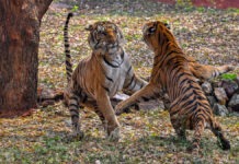 Tribal Council Opposes New Wildlife Sanctuaries