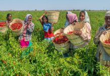 Organic Revolution: Subsidies for Young Farmers