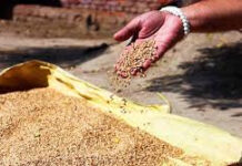 The Digital Mandi: Revolutionizing Wheat Procurement