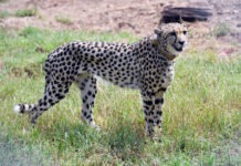 Kuno National Park Welcomes Five New Cheetahs Into the Wild