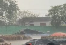 వరంగల్ జిల్లాలోని వర్షాలు…..