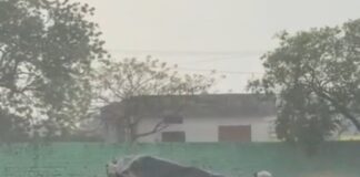 వరంగల్ జిల్లాలోని వర్షాలు…..
