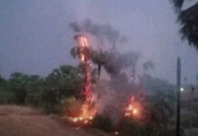 మంచిర్యాల్: తాటి చెట్టు పై పిడుగు