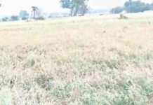 అకాల వర్షానికి నేలమట్టమైన వరి పంట