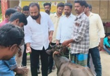 పుంగనూరుపశువులకు ఉచిత వైద్యం: అన్నమయ్య జిల్లాలో శిబిరం
