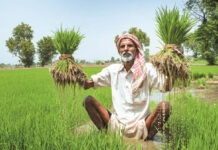 MSP Hike Sparks Joy for Chhattisgarh Farmers