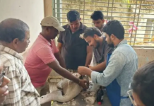 అరుదైన విదేశీ పక్షికి శస్త్రచికిత్స|