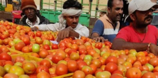 మదనపల్లి మార్కెట్లో టమోటా ధరలు తగ్గుముఖం.|