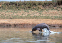 Ganga Conservation Efforts Strengthen Bihar’s Ecology|