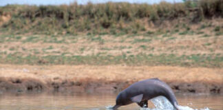 Ganga Conservation Efforts Strengthen Bihar’s Ecology|
