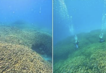 Massive 1800-Year-Old Coral Discovered In Lakshadweep