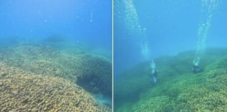 Massive 1800-Year-Old Coral Discovered In Lakshadweep