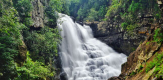 Forest Conservation and Biodiversity Efforts in Chhattisgarh|