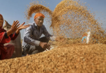 Rajasthan Extends MSP Wheat Procurement Till June 19