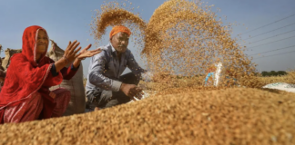 Rajasthan Extends MSP Wheat Procurement Till June 19