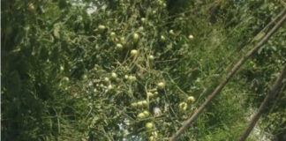 చౌడేపల్లి మండలంలో టమోటా పంట ధ్వంసం
