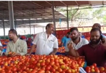 మదనపల్లెలో కిలో టమాటా రూ. 34 |