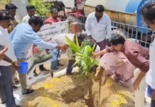 పుంగనూరు: మొక్కలు నాటిన సబ్ కలెక్టర్ |