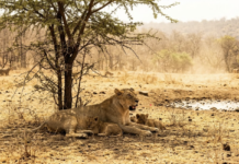 Gir Lions: Heat, Not Disease, Killed 8 Cubs