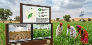 Title Rajasthan Farmers Shift To Bajra Amid Monsoon Risks|