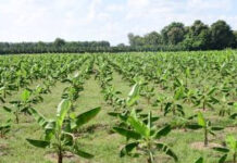 Jharkhand Agricultural Growth and Farmer Support Plans|