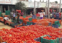 మదనపల్లి టమోటా మార్కెట్లో పతనం దిశగా ధరలు