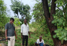 పిడుగు పడి 2 మేకలు మృతి|