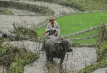 Monsoon Rains Boost Farming Activity in Madhya Pradesh|