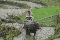 Monsoon Rains Boost Farming Activity in Madhya Pradesh|