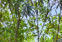 అగ్నివీర్ తాండా యువకుడు