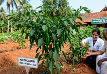 KAU Thejaswini: Kerala’s New High-Yield Green Chilli|