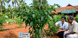 KAU Thejaswini: Kerala’s New High-Yield Green Chilli|